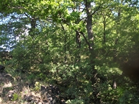 nte Rinatu-20110615 011